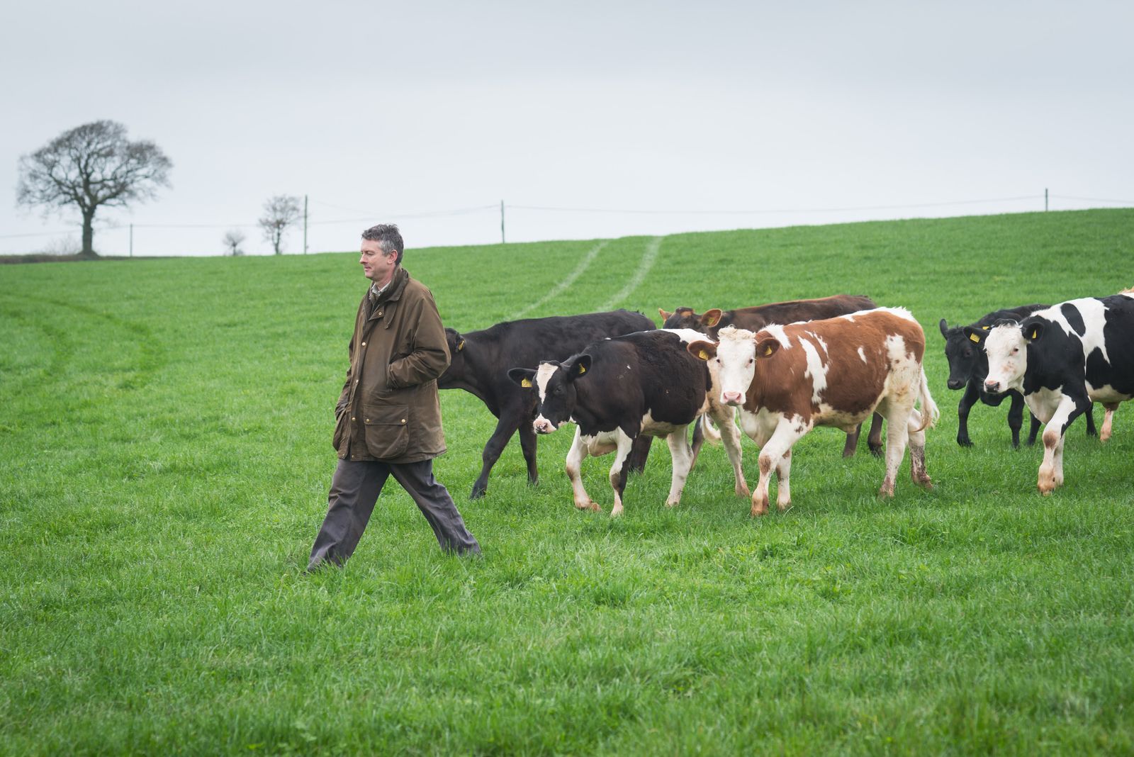 Andy Gray moving cattle at Elston