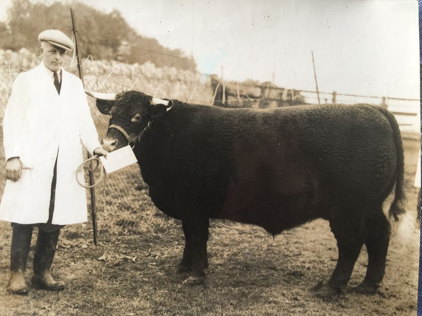 Historic photograph of Edgar with a bullock