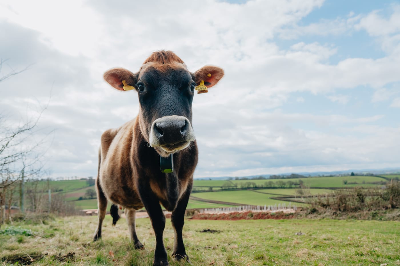 One of the Elston herd