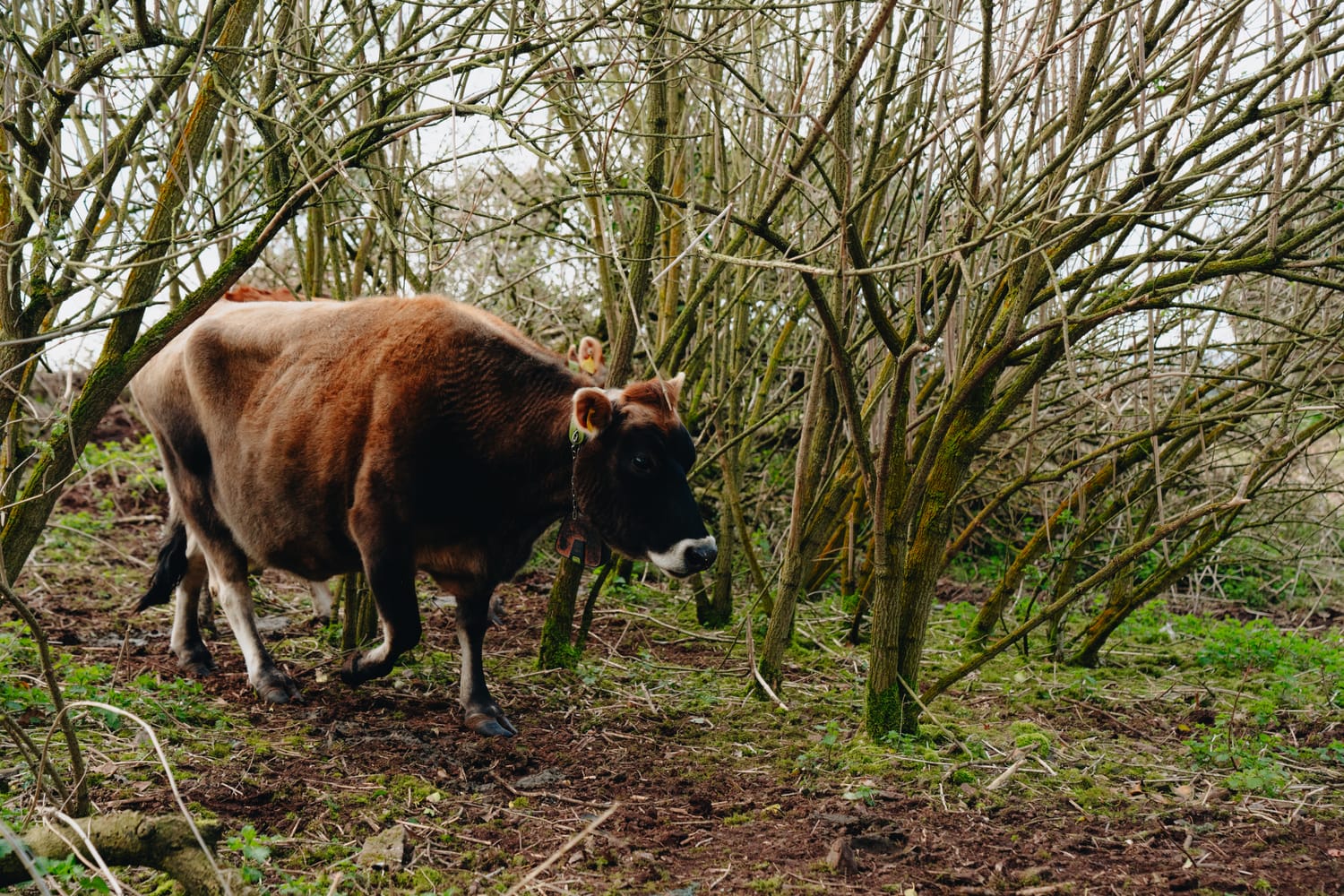 Native cattle grazing among the silvopasture trees at Elston