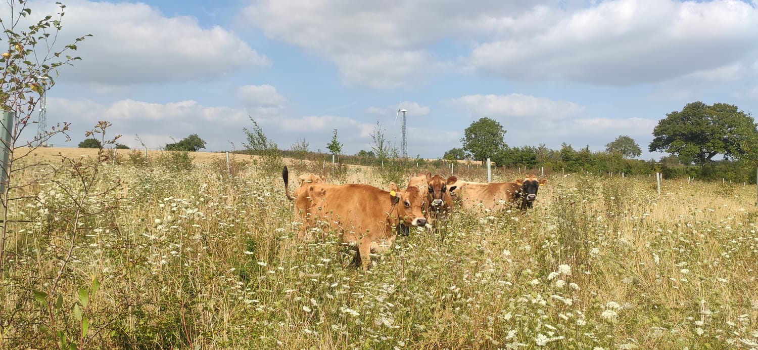 Cattle in a wildflower meadow at Elston