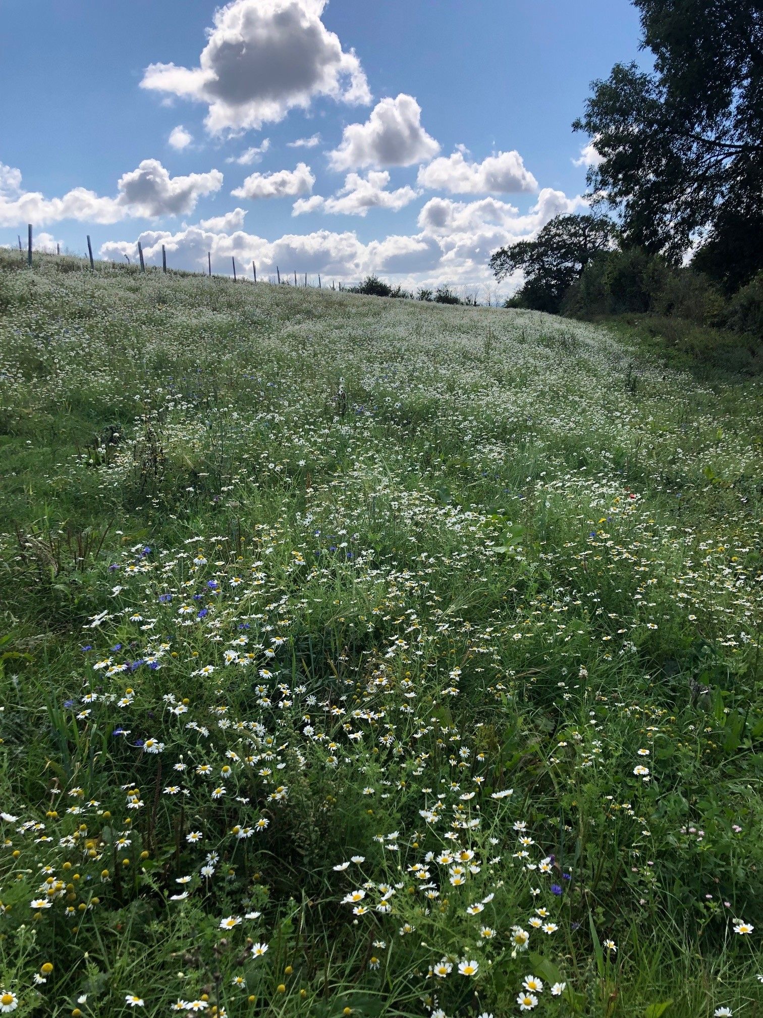 Wildflower margins at Elston — 15 acres of pollen mixes, 15 of wild-bird seed plants