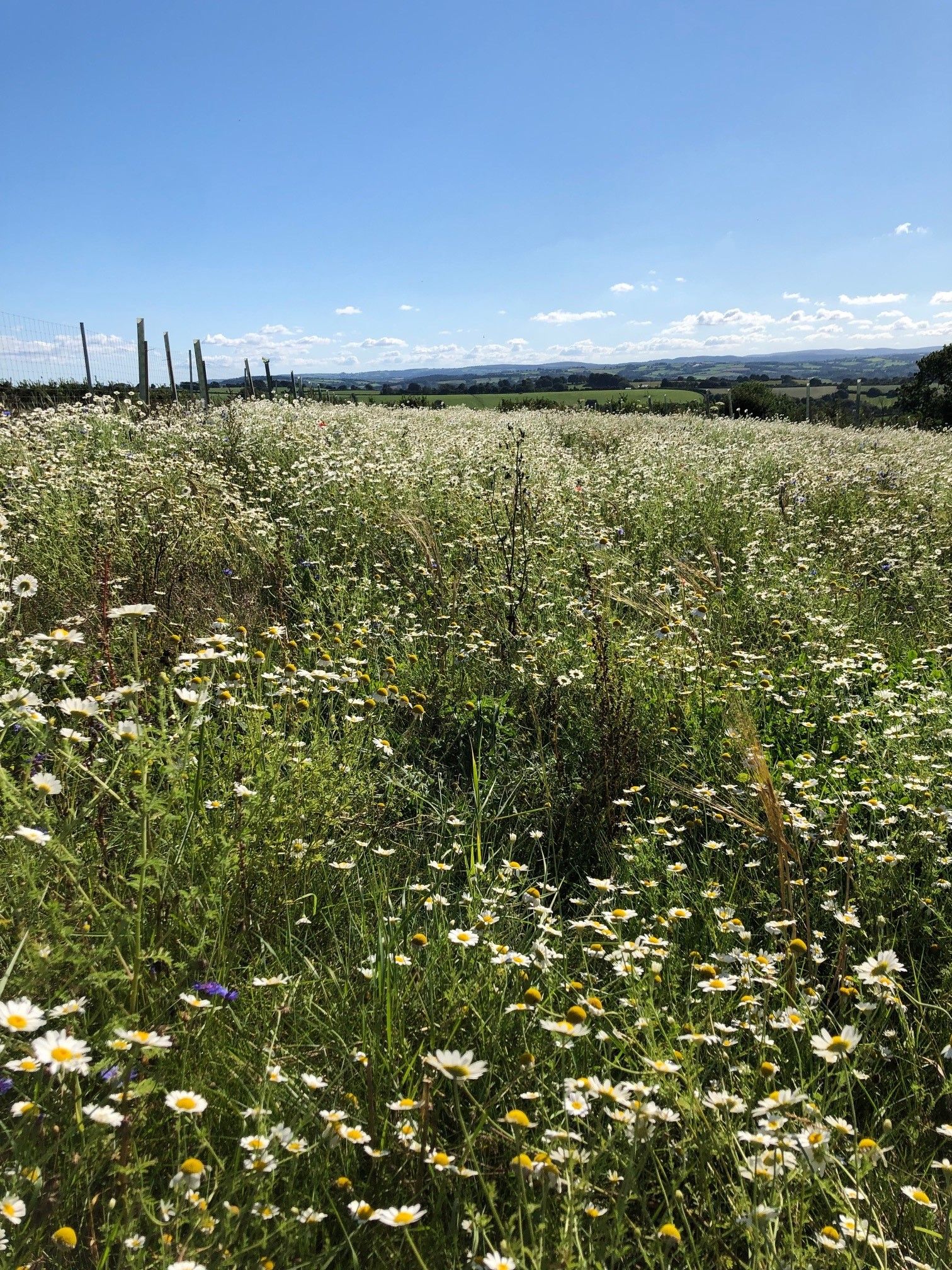 Oxeye daisies in the sown margins