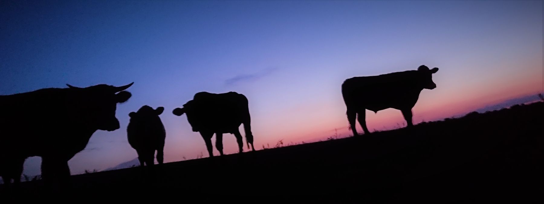 Cattle at last light, Elston Farm